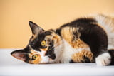 Wann muss die Katze zum Tierarzt 10 Faelle für die Tierarztpraxis.jpg